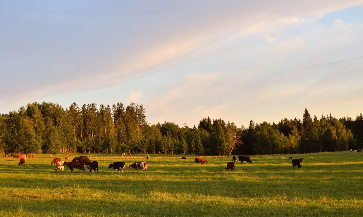 Cattle grazing on a wide green pasture at sunset with a line of trees behind them